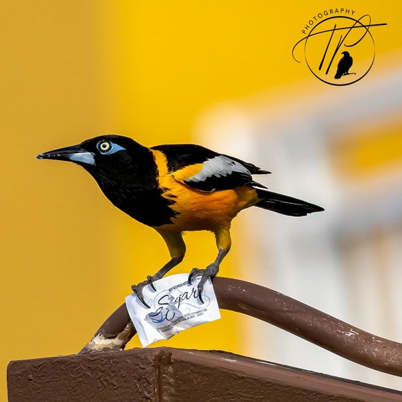 Poshmark Authenticate Verified ReSeller -- 5 Star Seller - Picture 9 of 12